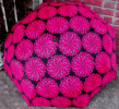 Compact Umbrella - Auto Open & Close