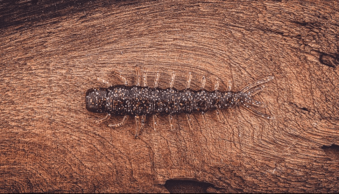 The Benedict (Color: Pine Tree Shilling (Golden Shiner), size: 3)