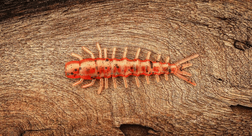 The Benedict (Color: Tribe Oneida (Fire Craw), size: 3)