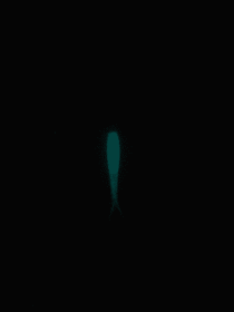 The Culper (Color: Candlelight (Glow in the Dark))