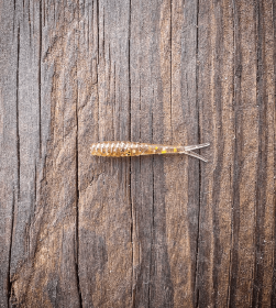 The Culper (Color: Pine Tree Shilling (Gold Shiner))