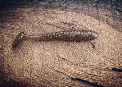 Minutemen (Color: Pine Tree Shilling (Golden Shiner))
